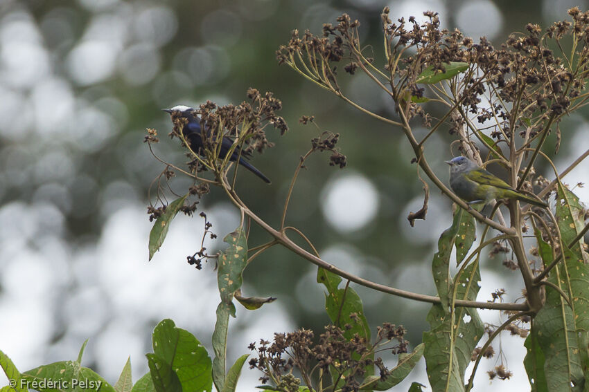 Conirostre coiffé 