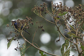 Capped Conebill