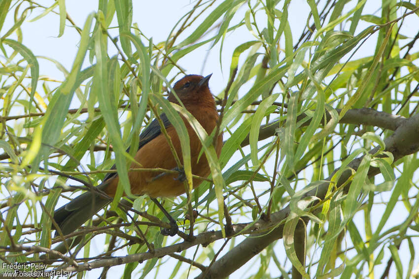 Rufous-browed Conebill