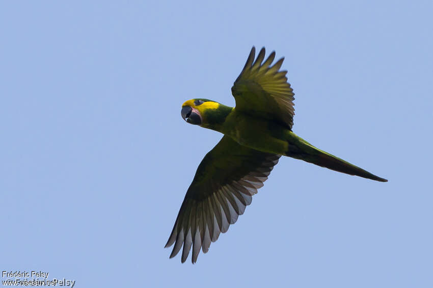 Conure à joues d'oradulte, Vol