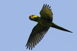 Yellow-eared Parrot