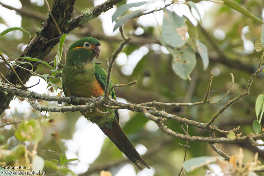 Golden-plumed Parakeetadult, identification