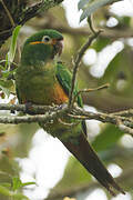 Golden-plumed Parakeet