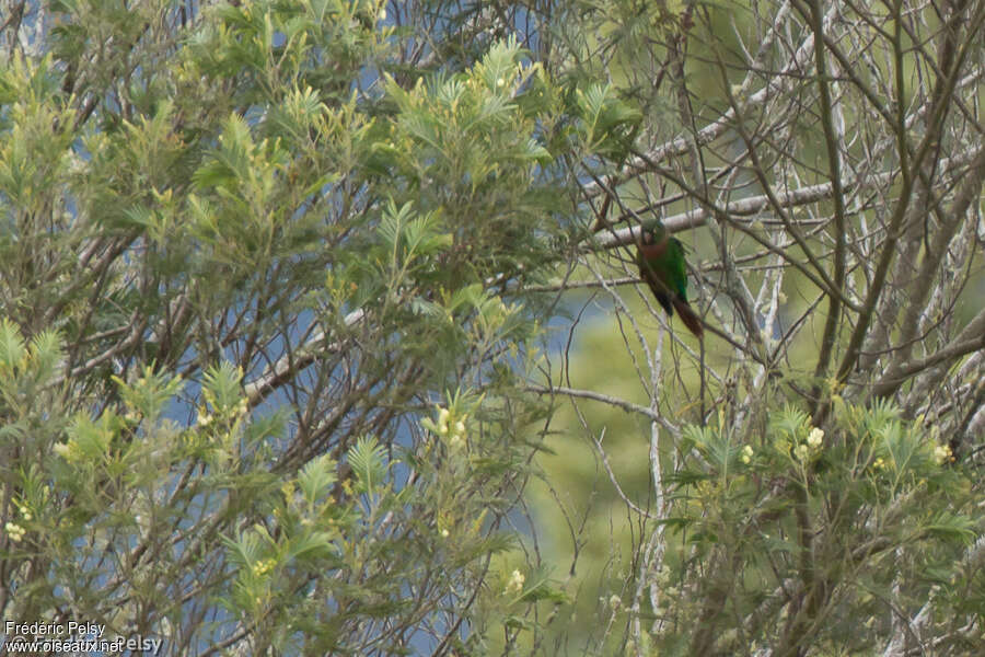 Conure à poitrine brune, identification