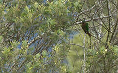 Conure à poitrine brune