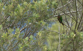 Flame-winged Parakeet