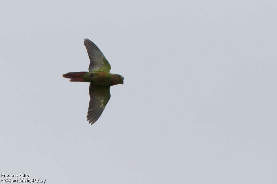 Conure à poitrine brune, pigmentation, Vol