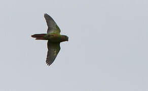 Conure à poitrine brune