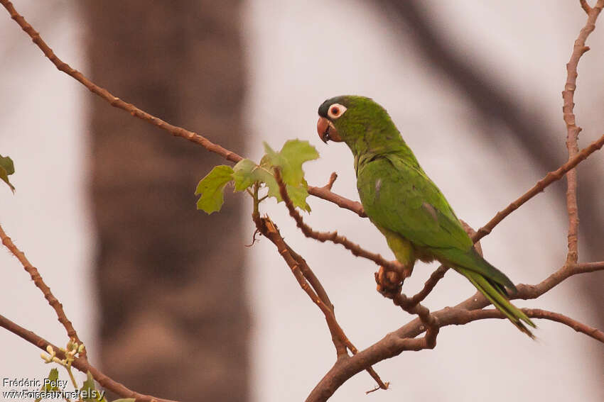 Blue-crowned Parakeetimmature, identification