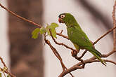 Conure à tête bleue