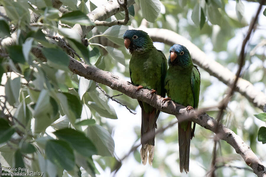 Blue-crowned Parakeetadult, habitat, pigmentation