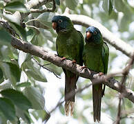 Conure à tête bleue