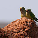 Conure couronnée
