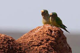 Peach-fronted Parakeet