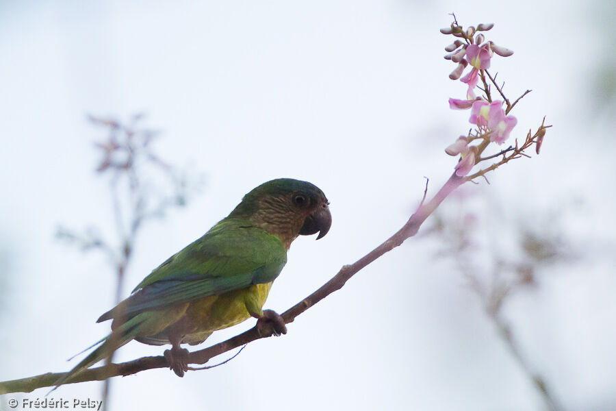 Brown-throated Parakeet