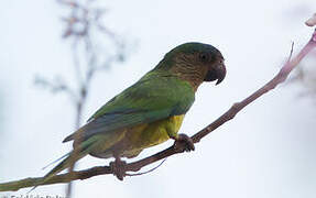 Brown-throated Parakeet