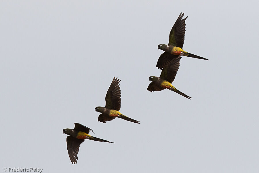 Conure de Patagonie, Vol