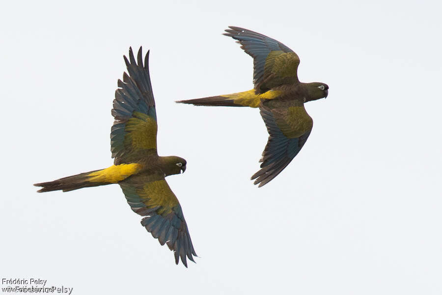 Burrowing Parrot, Flight