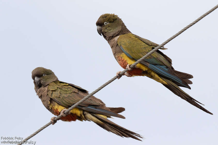 Conure de Patagonieadulte, pigmentation