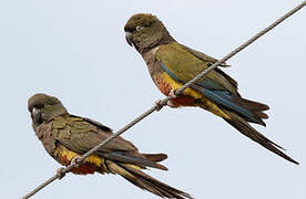 Burrowing Parrot