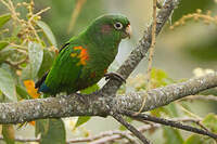 Conure de Santa Marta
