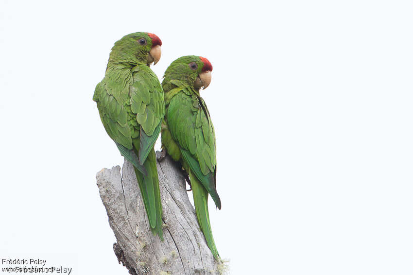 Scarlet-fronted Parakeetadult, pigmentation, Behaviour