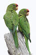 Conure de Wagler