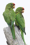 Scarlet-fronted Parakeet