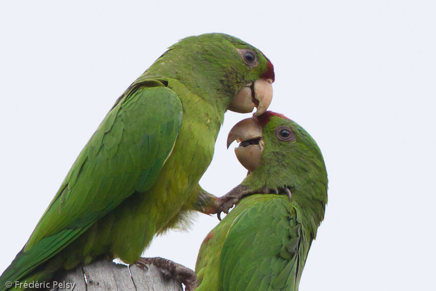 Scarlet-fronted Parakeet 