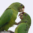 Conure de Wagler