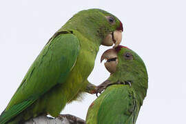 Scarlet-fronted Parakeet