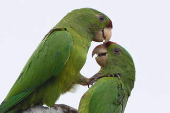 Conure de Wagler