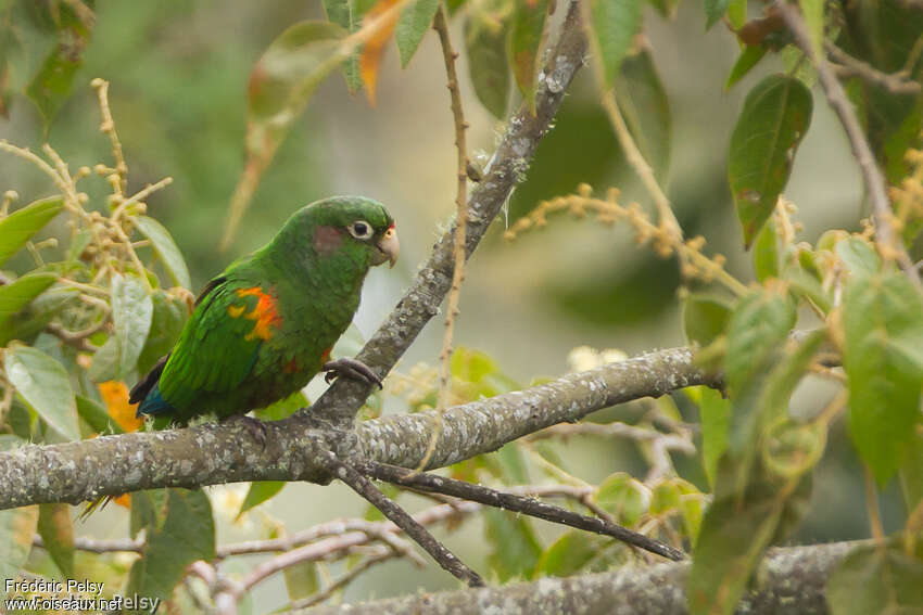 Santa Marta Parakeetadult, identification