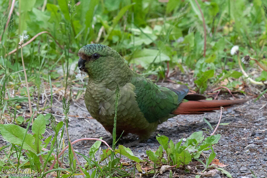 Conure magellaniqueadulte, identification