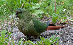 Conure magellanique