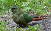 Conure magellanique