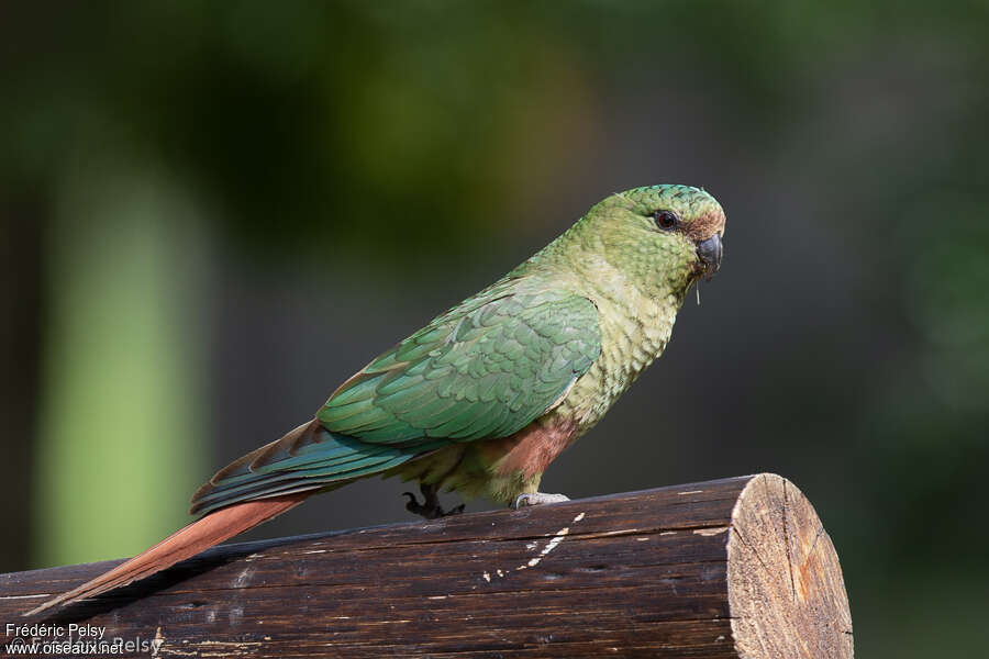 Conure magellaniqueadulte, identification