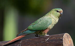 Conure magellanique