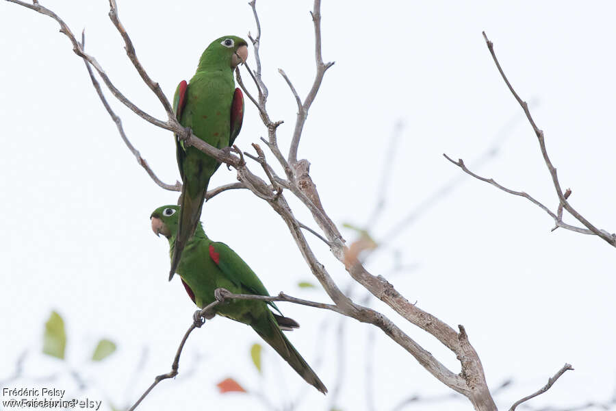 Hispaniolan Parakeetadult, pigmentation