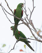 Conure maîtresse