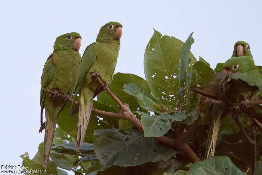 Conure maîtresseadulte