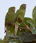 Conure maîtresse