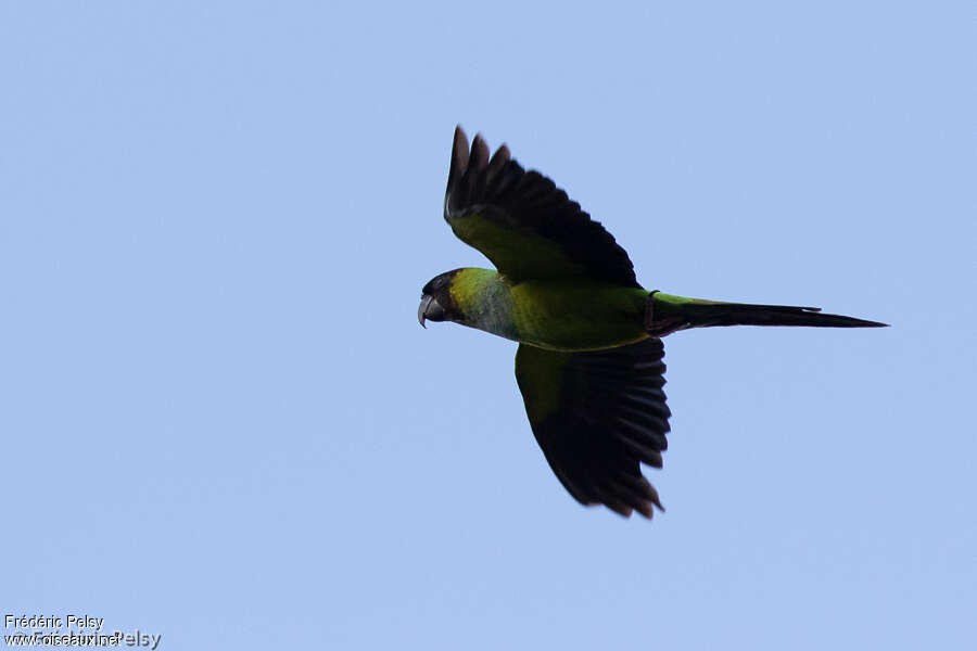 Conure nandayadulte, Vol