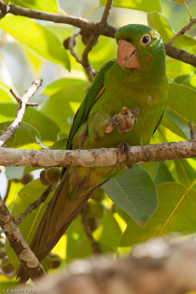 White-eyed Parakeet, eats