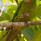 Conure pavouane
