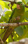 Conure pavouane