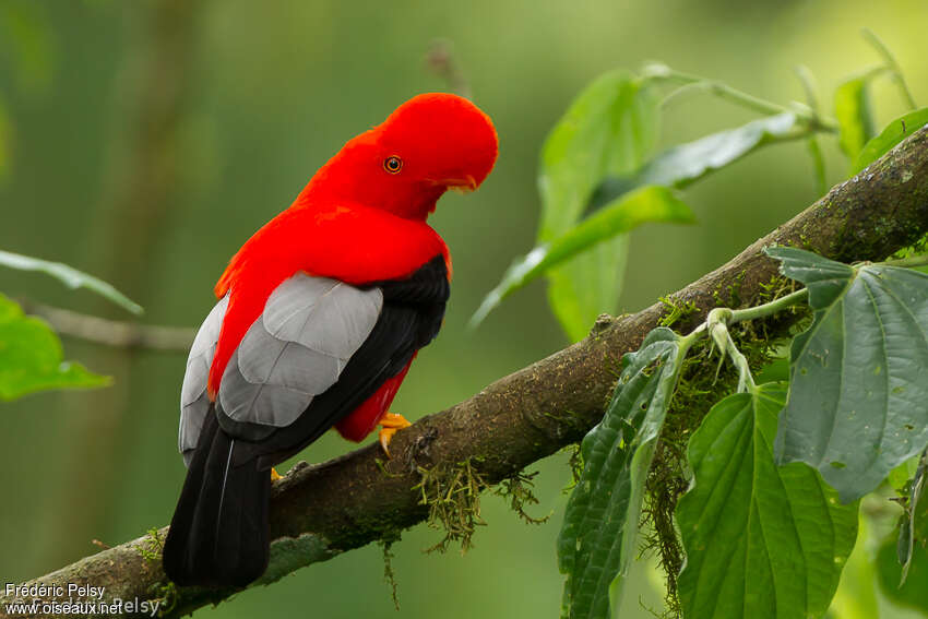 Andean Cock-of-the-rock male adult, identification