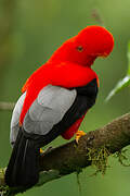 Andean Cock-of-the-rock