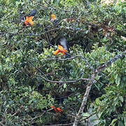 Andean Cock-of-the-rock