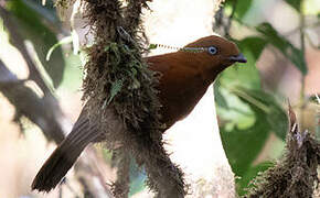 Andean Cock-of-the-rock